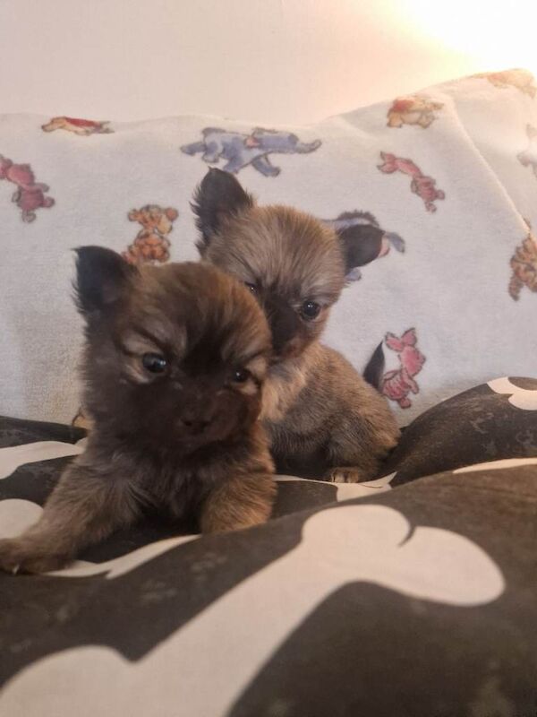 Chihuahua