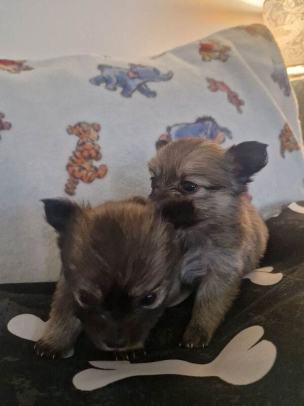 2 wee pomchis ️ - Image 3 of 5