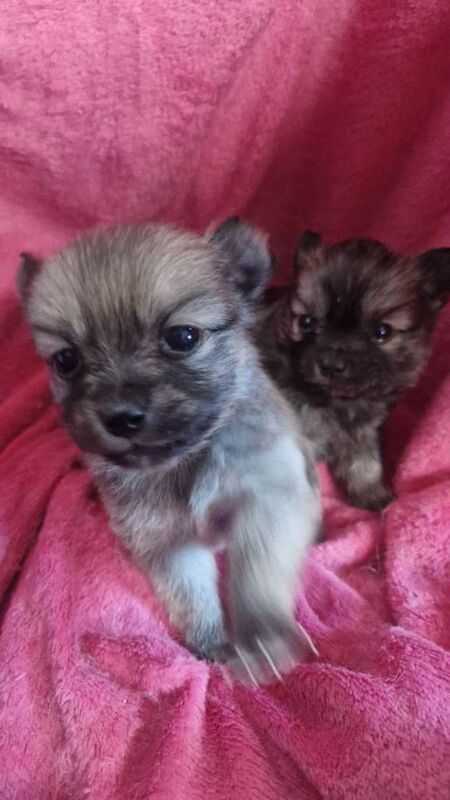 2 wee pomchis ️ - Image 4 of 5