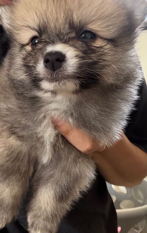 2 x male 2 x female Pomeranian Puppies
