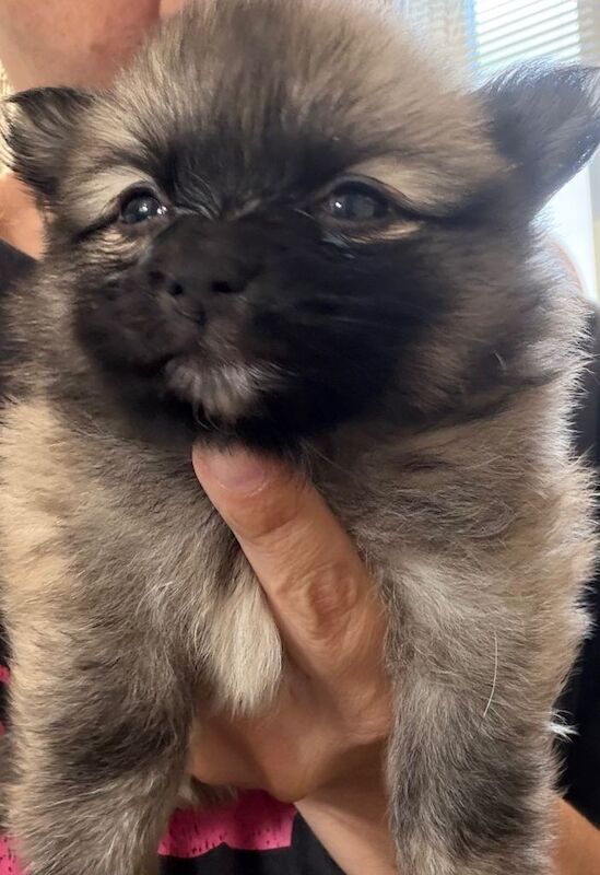 2 x male 2 x female Pomeranian Puppies - Image 2 of 4
