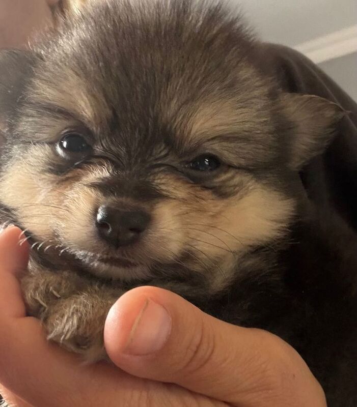 2 x male 2 x female Pomeranian Puppies - Image 3 of 4