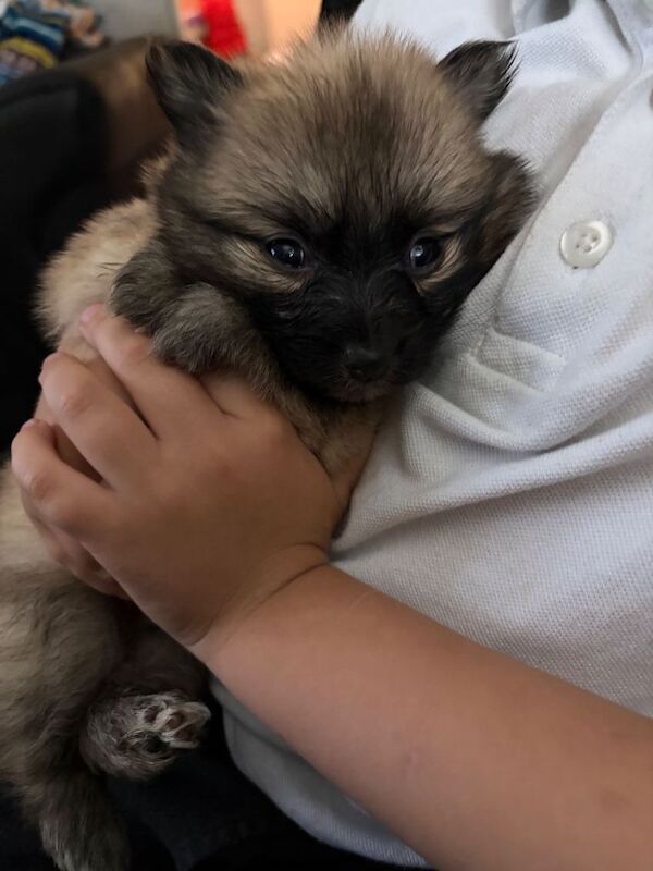 2 x male 2 x female Pomeranian Puppies - Image 4 of 4