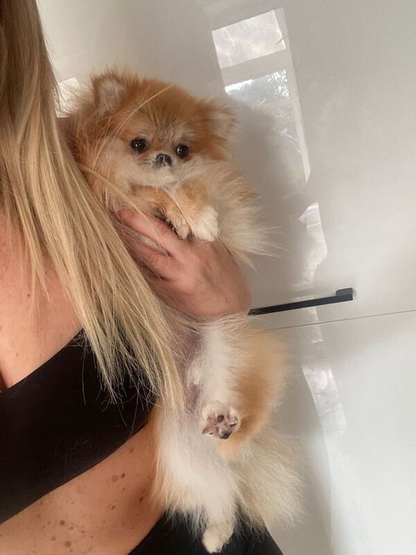 2 xxs pomeranians young adults - Image 2 of 5