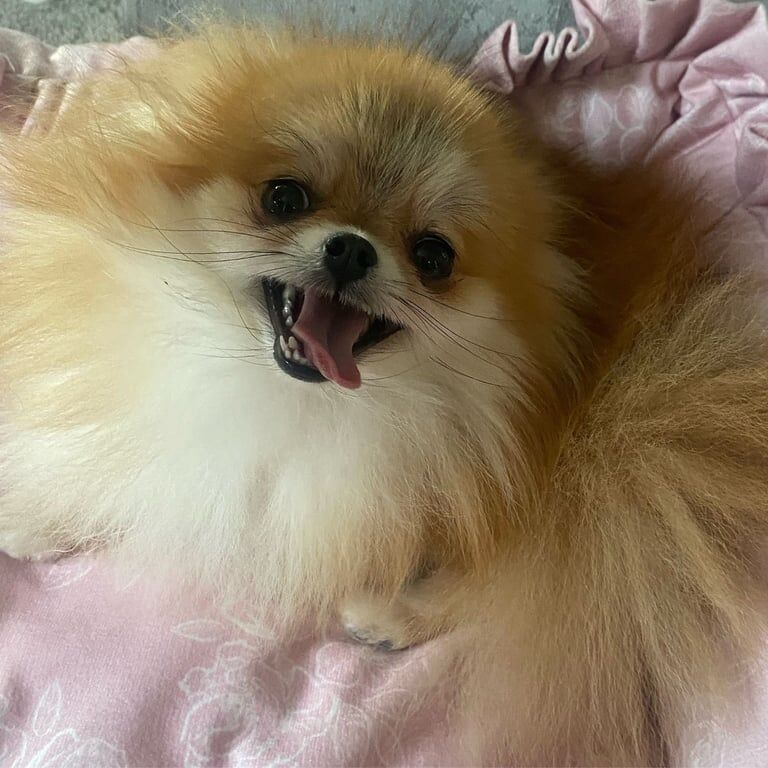 2 xxs pomeranians young adults - Image 3 of 5