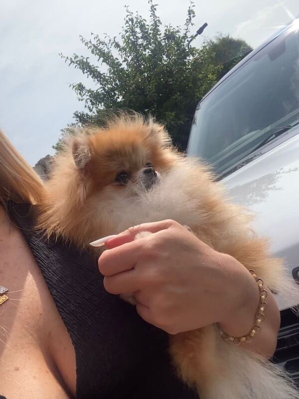 2 xxs pomeranians young adults - Image 4 of 5