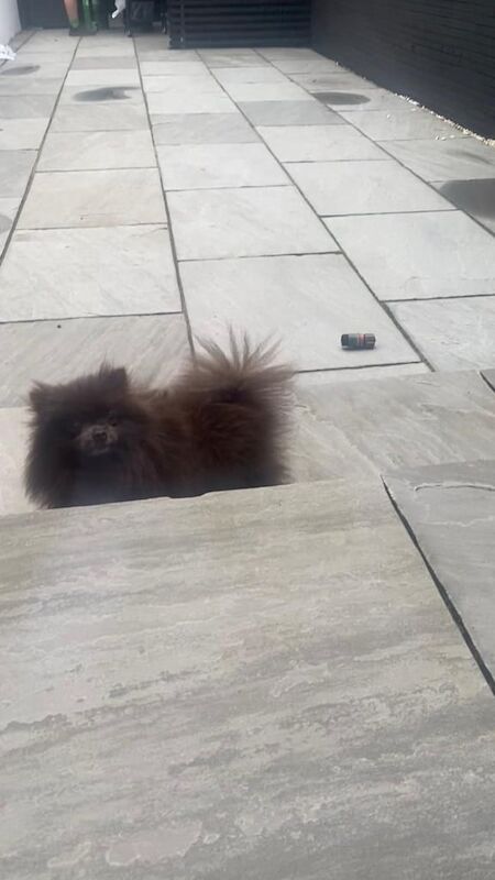 2 xxs pomeranians young adults - Image 5 of 5