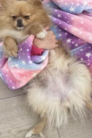 Pomeranian puppies for sale in Innsworth, Gloucestershire – 3 years old - Image 2 of 5
