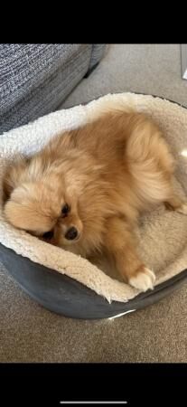 Pomeranian puppies for sale in Innsworth, Gloucestershire – 3 years old - Image 3 of 5