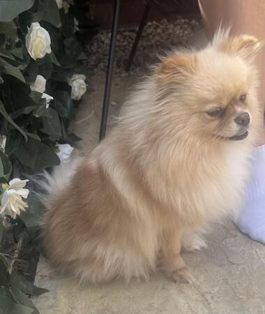 Pomeranian puppies for sale in Innsworth, Gloucestershire – 3 years old - Image 4 of 5