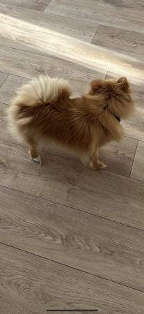 Pomeranian puppies for sale in Innsworth, Gloucestershire – 3 years old - Image 5 of 5