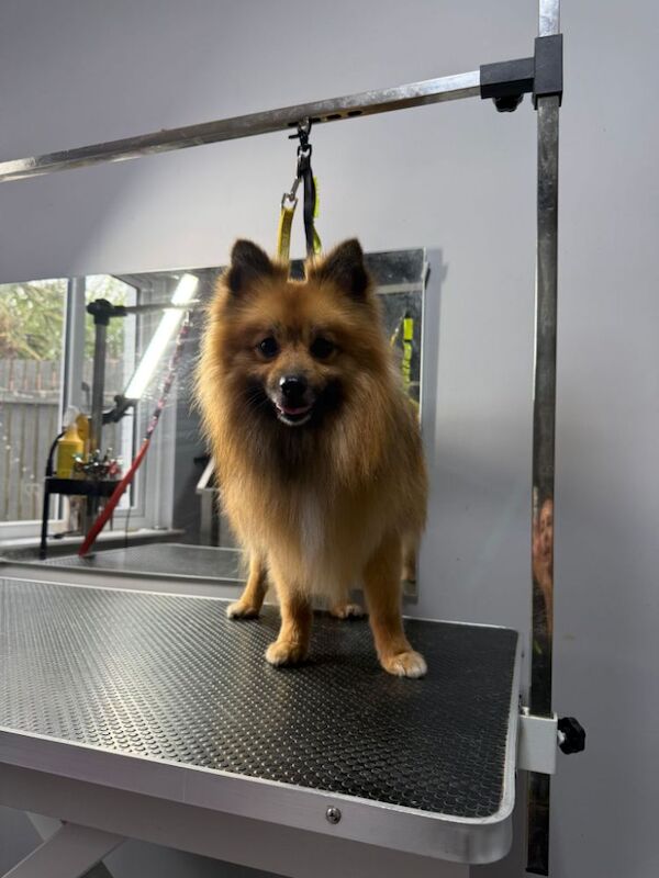 2 year old fox face pomeranian male