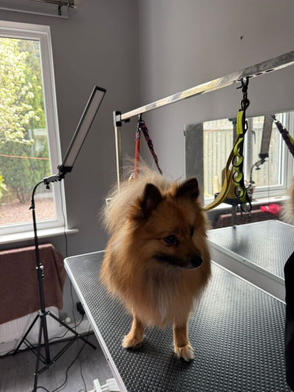 2 year old fox face pomeranian male - Image 2 of 3