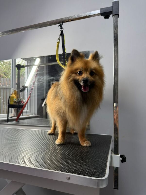 2 year old fox face pomeranian male - Image 3 of 3