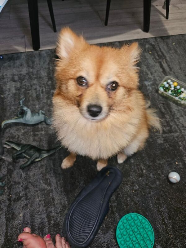 2 year old pomeranian boy for sale in Collier's Wood, Greater London
