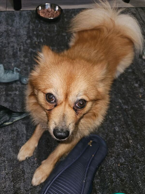 2 year old pomeranian boy for sale in Collier's Wood, Greater London - Image 2
