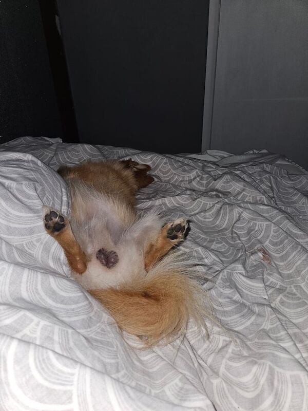 Pomeranian puppies for sale in Collier's Wood, Greater London – 2 years old - Image 3 of 3