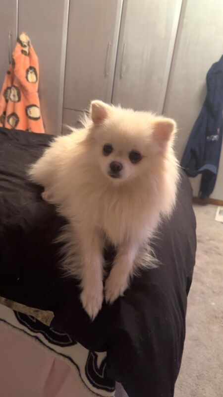 Pomeranian puppies for sale in Peterborough, Cambridgeshire – KC registered, 2 years old
