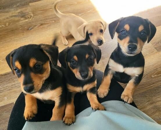 3 adorable Dachshund cross puppies looking for forever homes for sale in Eastleigh, Hampshire