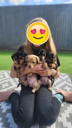 Pomeranian puppies for sale in Eastleigh, Hampshire – 1 year old - Image 4 of 5