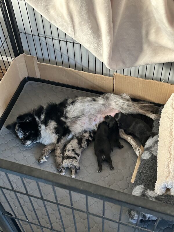 3 adorable male Pomeranian\'s for sale 🐾🥰 for sale in Northampton, Northamptonshire - Image 2