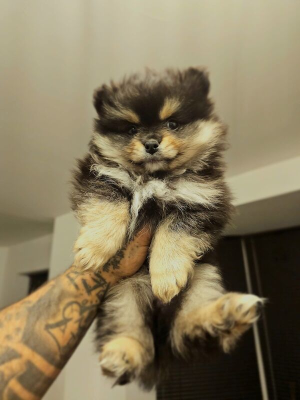 Pomeranian puppies for sale in Northampton, Northamptonshire – 11 months old - Image 3 of 3