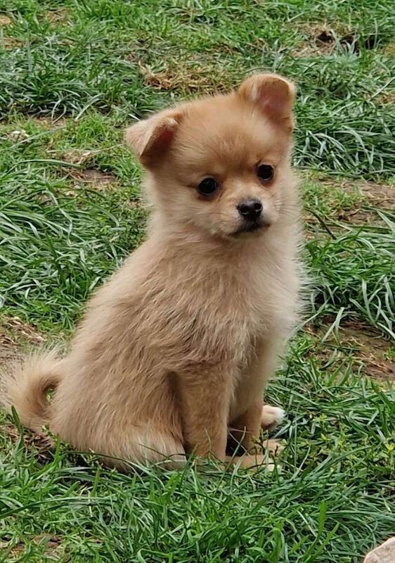 Pomeranian Puppies For Sale Under £1,000