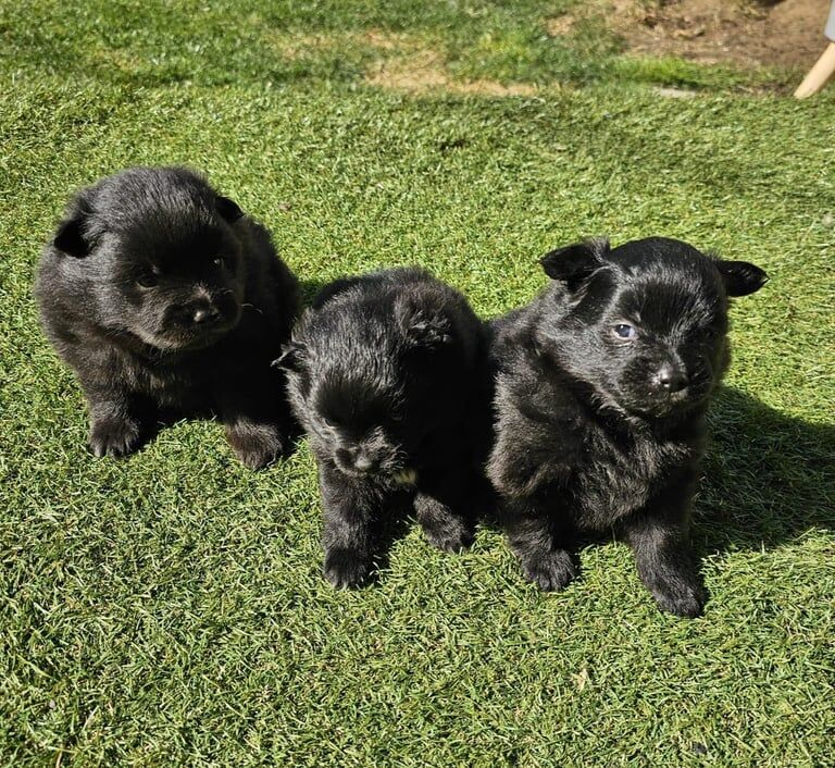 Pomeranian puppies for sale in Kingston upon Hull, East Riding of Yorkshire – 7 weeks old