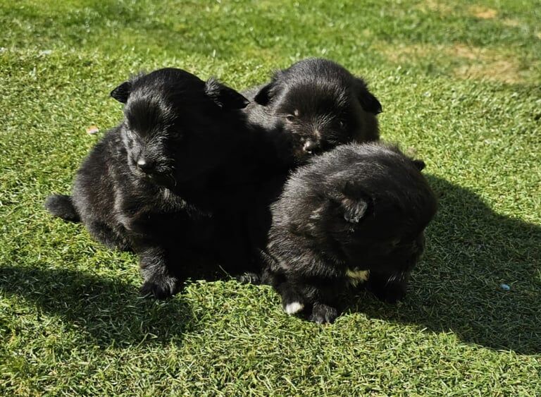 Pomeranian puppies for sale in Kingston upon Hull, East Riding of Yorkshire – 7 weeks old - Image 2 of 3
