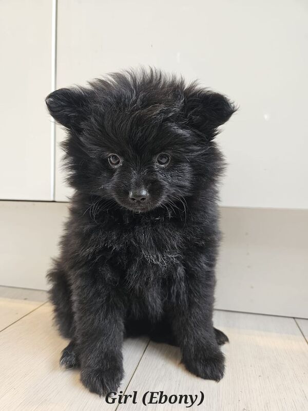 Pomeranian puppies for sale in Kingston upon Hull, East Riding of Yorkshire – 7 weeks old - Image 3 of 3