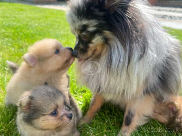 3 beautiful Pomeranian boys Merle for sale in Freckleton, Lancashire - Image 1