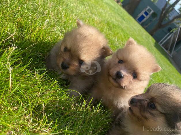 3 beautiful Pomeranian boys Merle for sale in Freckleton, Lancashire - Image 2