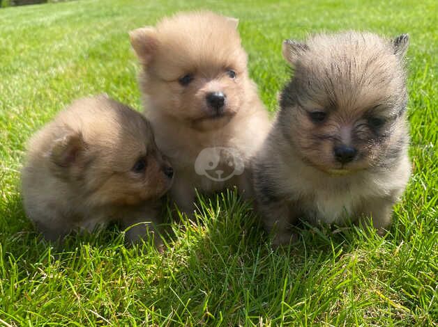 3 beautiful Pomeranian boys Merle for sale in Freckleton, Lancashire - Image 3