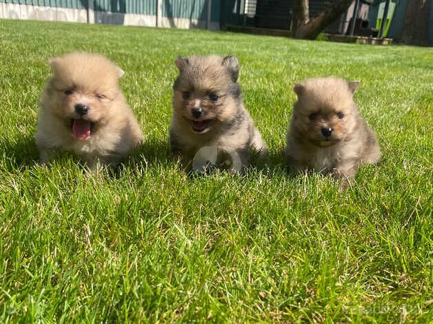3 beautiful Pomeranian boys Merle for sale in Freckleton, Lancashire - Image 4