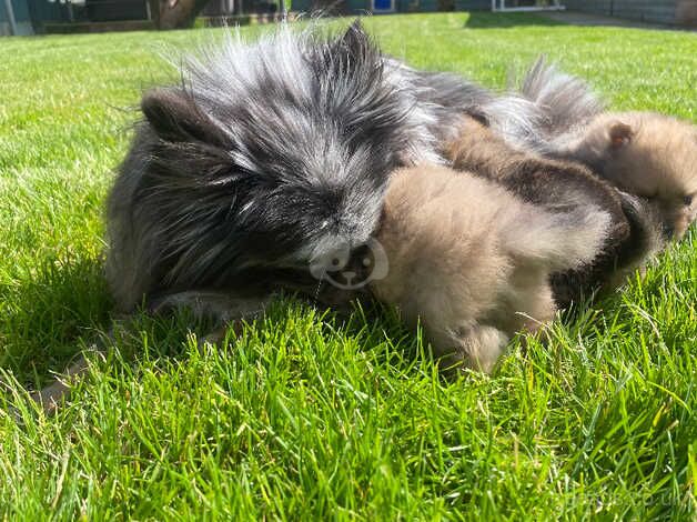3 beautiful Pomeranian boys Merle for sale in Freckleton, Lancashire - Image 5
