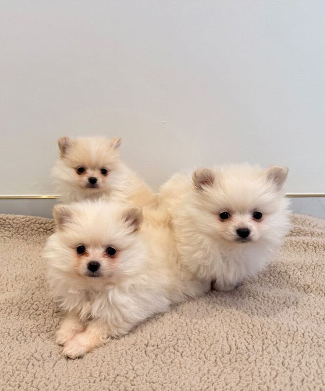 Pomeranian puppies for sale in Botley, Hampshire – 8 weeks old