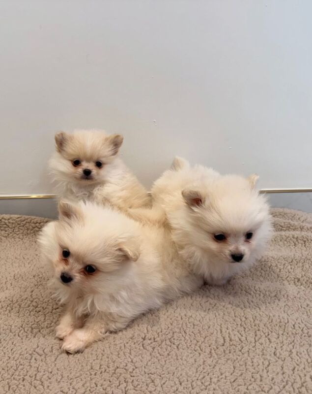 Pomeranian puppies for sale in Botley, Hampshire – 8 weeks old - Image 2 of 6