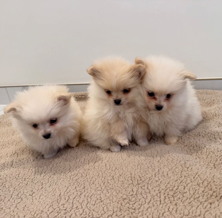 Pomeranian puppies for sale in Botley, Hampshire – 8 weeks old - Image 3 of 6