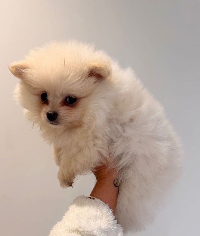 Pomeranian puppies for sale in Botley, Hampshire – 8 weeks old - Image 4 of 6