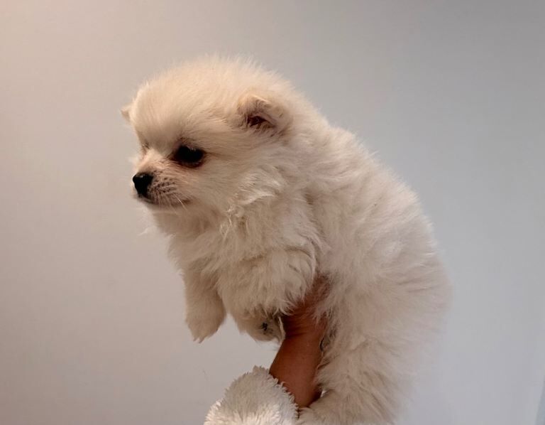 Pomeranian puppies for sale in Botley, Hampshire – 8 weeks old - Image 5 of 6