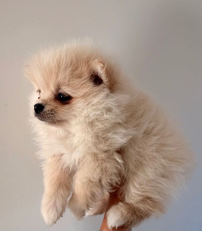 Pomeranian puppies for sale in Botley, Hampshire – 8 weeks old - Image 6 of 6