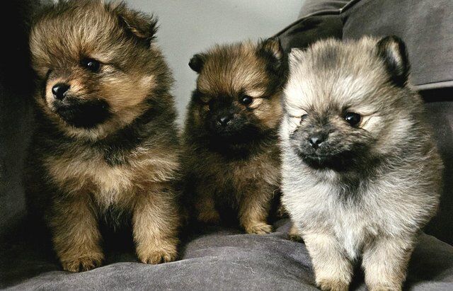 Pomeranian puppies for sale in Littlehampton, West Sussex – 1 year old - Image 1 of 5