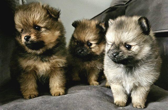 Pomeranian puppies for sale in Littlehampton, West Sussex – 1 year old - Image 2 of 5