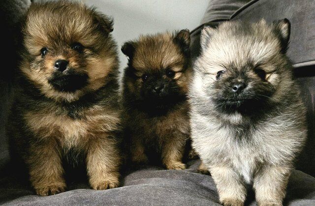 Pomeranian puppies for sale in Littlehampton, West Sussex – 1 year old - Image 3 of 5