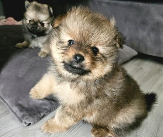 Pomeranian puppies for sale in Littlehampton, West Sussex – 1 year old - Image 4 of 5