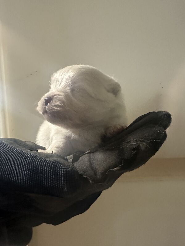 Pomeranian puppies for sale in Crowland, Lincolnshire – 7 months old - Image 1 of 3