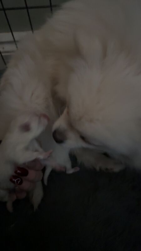 Pomeranian puppies for sale in Crowland, Lincolnshire – 7 months old - Image 2 of 3