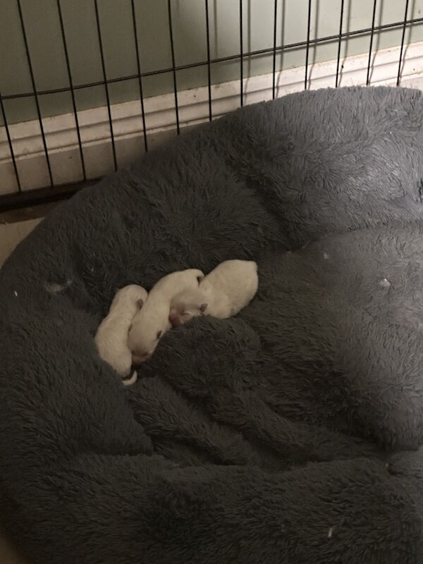 Pomeranian puppies for sale in Crowland, Lincolnshire – 7 months old - Image 3 of 3