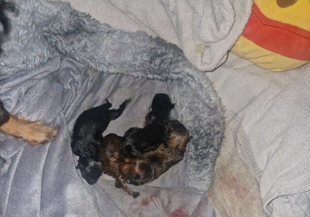 Pomeranian puppies for sale in Treharris, Merthyr Tydfil – 1 year old - Image 2 of 3