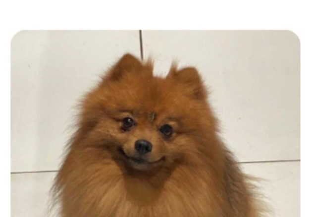 Pomeranian puppies for sale in Treharris, Merthyr Tydfil – 1 year old - Image 3 of 3